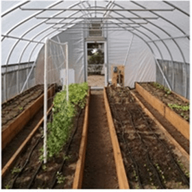 Inside the Greenhouse with Plants