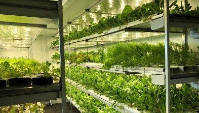 Plants Inside the Facility